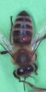 Bee with Varroa Mite