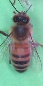 Regular Bee